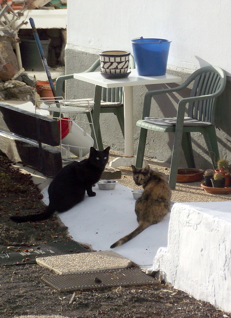 Cats on the stoop.
