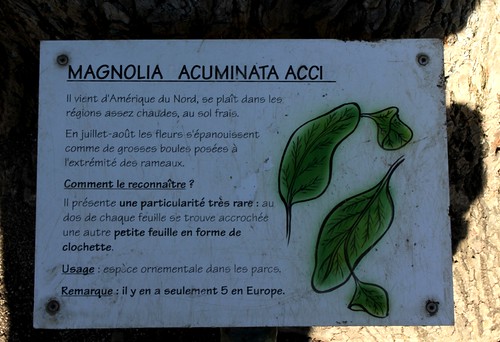 Magnolia acuminata 'Acci' - magnolia à feuilles acuminées 22575399446_b2d1e0a118
