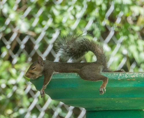 Siesta - Gray Squirrel | by Franklin Chalk