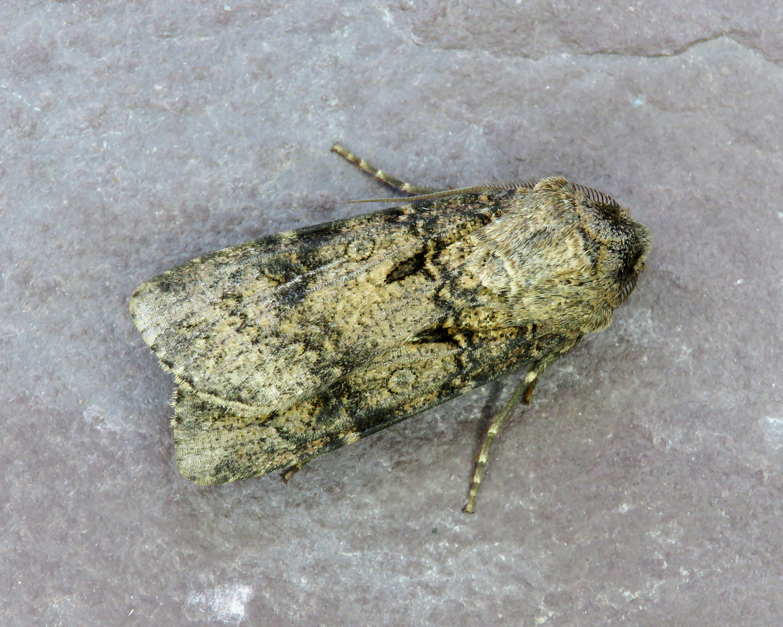 73.319 Turnip Moth - Agrotis segetum