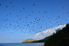 Flying foxes of Riung (Flores, Indonesia 2016)