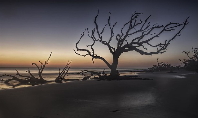 Driftwood beach dawn