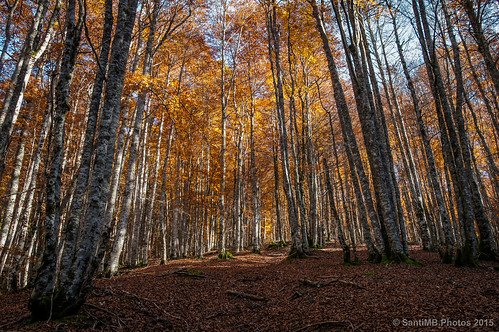 2blogger 2tumblr bosque forest irati navarra sal18250 selvadeirati valledeaezkoa autumn otoño orbaizeta españa esp fotohiking
