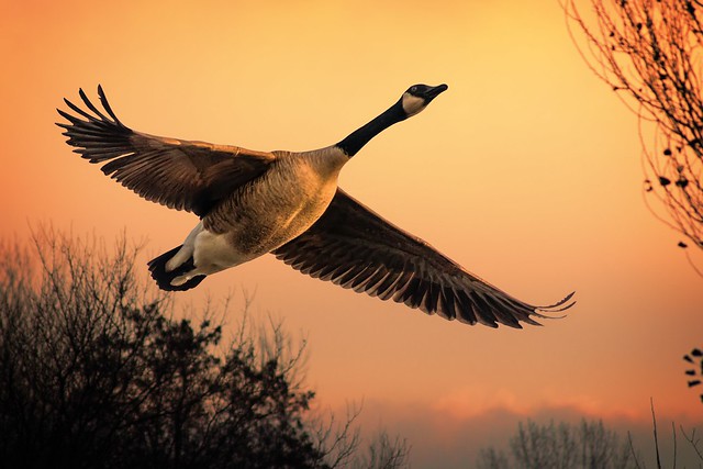 Canada Goose at sunset
