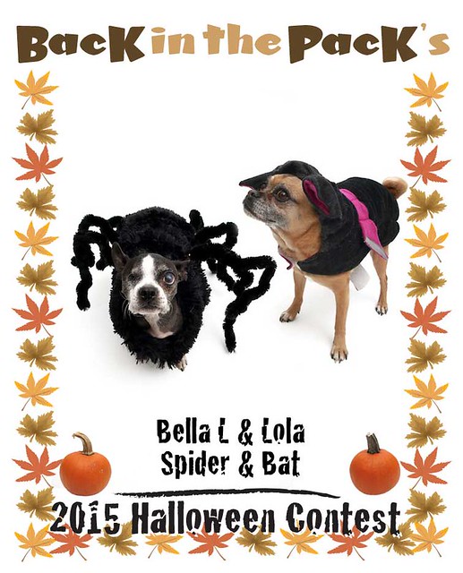 Bella-L-and-Lola-Spider-and-Bat
