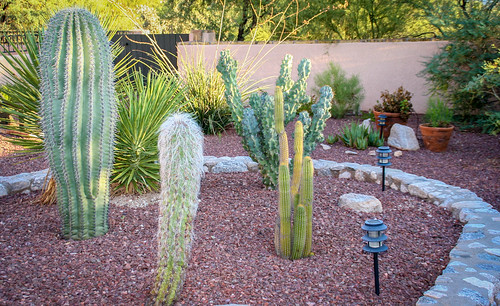 flowers trees arizona cactus mountains color colors fence hotel us tucson az bloom desertplants
