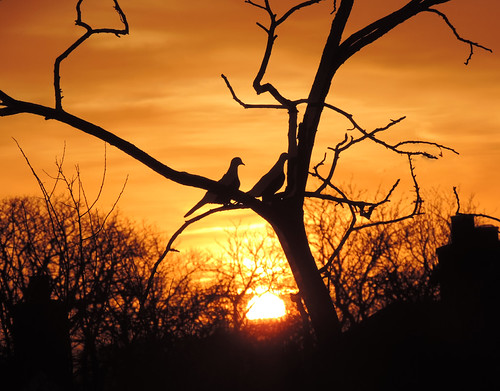 Vivid sunrise by Donnchadh H, We are getting some impressive sunrises at the moment in Melton.winter sky sun colour tree birds clo