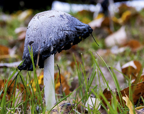 geocaching southdakota autumn mushroom