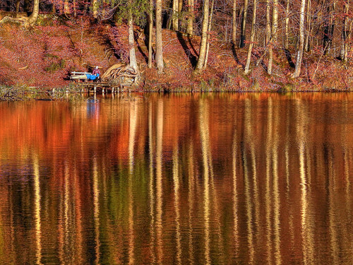 germany bavaria upperbavaria dietramszell pond trees autumn november reflection claudemunich bayern oberbayern dietramszellerwaldweiher waldweiher weiher bäume spiegelung