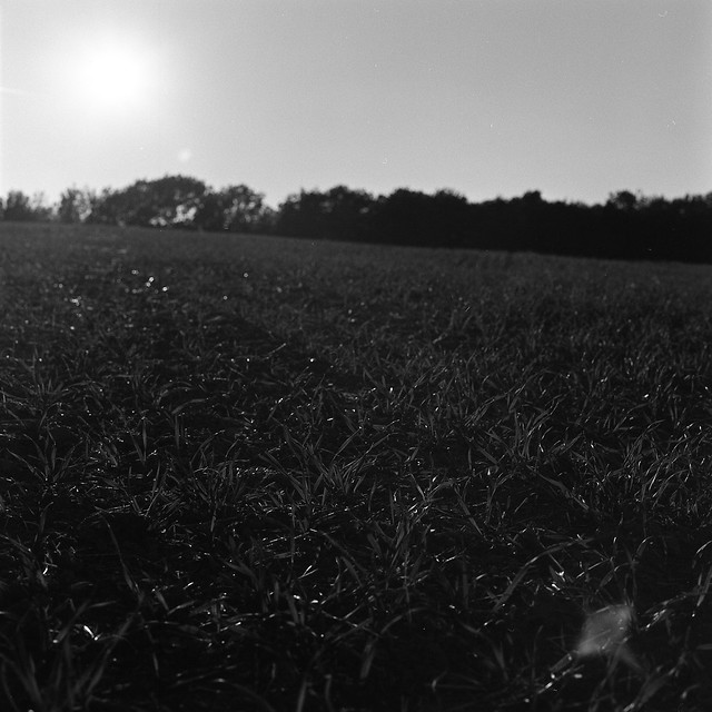 grass with the sun