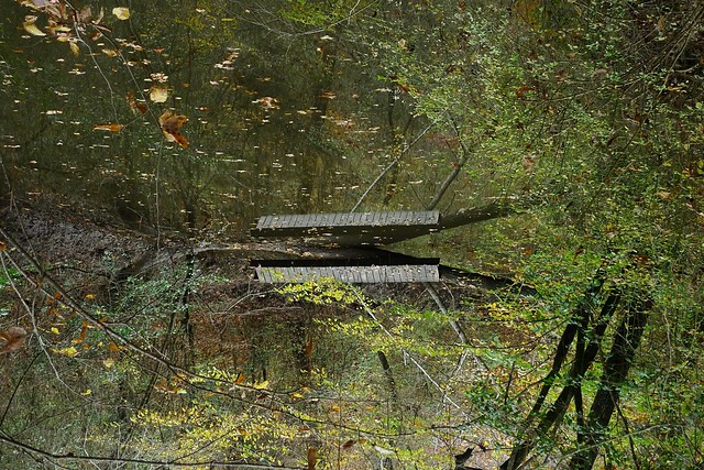 Along Campbell Creek - Thursday Hike - Raven Rock State Park - Lillington, NC