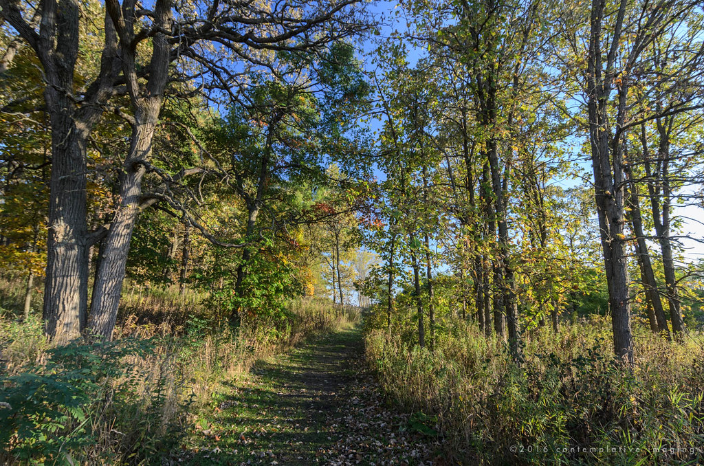 a walk in the woods | The Pleasant Valley Nature Series ...