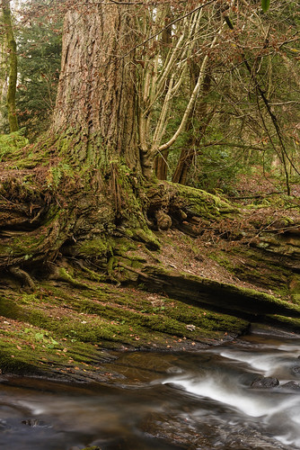 managedbyclickandpraysflickrmanagr portraitformat stream landscape scottish trees scotland longexposure river strata roots green roukenglen thornliebank portraitformatstreamlandscapescottishtreesscotlandlongexposureriverstratarootsgreenroukenglenthornliebankglasgow