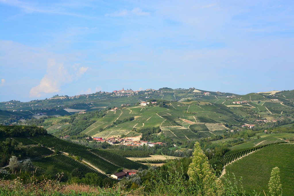 Vineyards around Alba (Italy, Piemonte 2015)