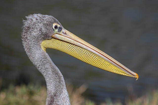 Rötelpelikan / Pink-backed pelican