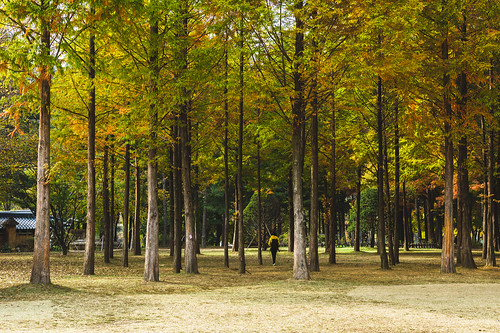 leica travel autumn people tree fall nature woodland 50mm outdoor tourist adventure southkorea backpacker 南怡島 남이섬 namiisland leicam 南韓