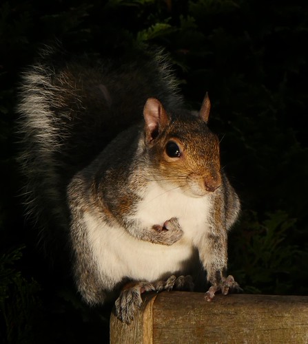 Flash of Squirrel | by timdavis5263