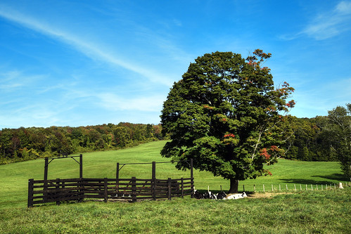 blue tree green animals rural america fence landscape landscapes countryside cattle cows adams farm massachusetts country farming meadow newengland pasture berkshires agriculture livestock agricultural berkshirecounty ayrhillfarm idolsted