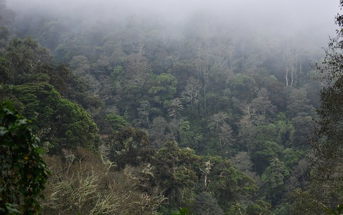 desktop mist landscape panama cloudforest featured senderolosquetzales volcanbarunationalpark chiriquidistrict volcanbaruhighlands