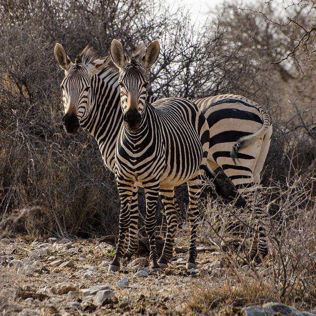 Mountain zebra Namibia