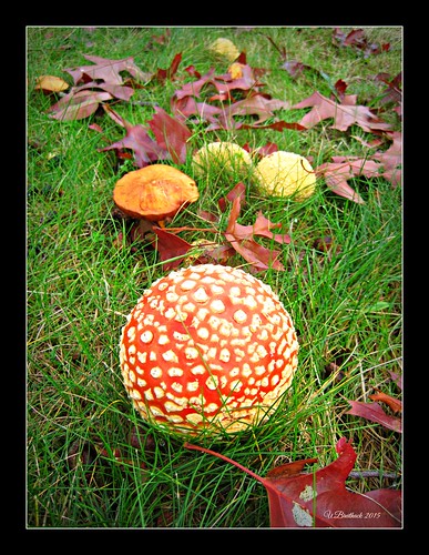 Fall Mushrooms