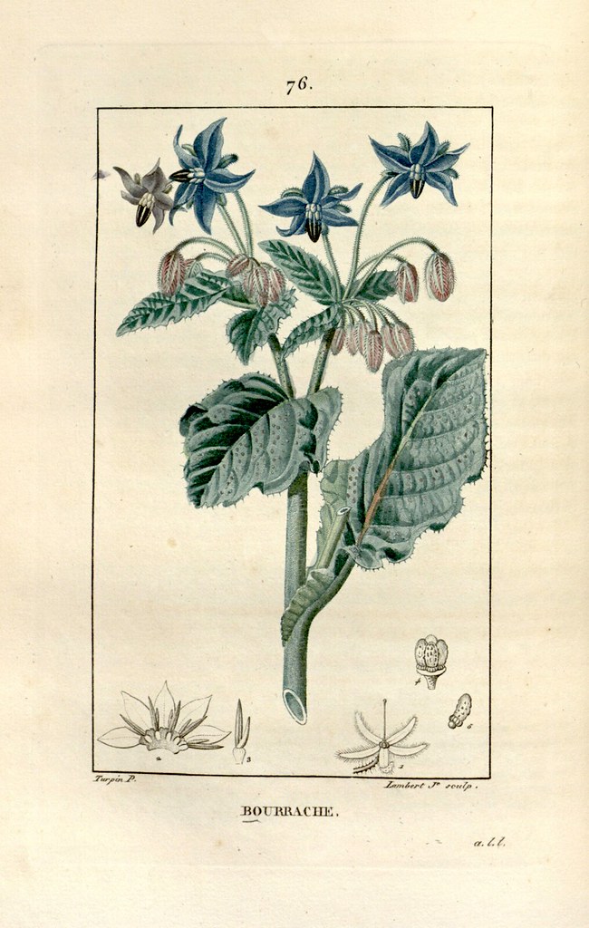 Borage, Bourrache (1829) | Borago officinalis Chaumeton, F.P… | Flickr