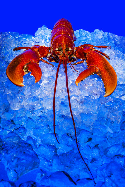Larry Lobster