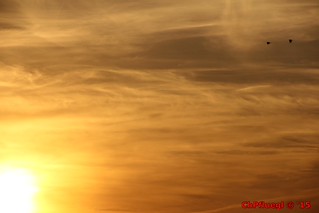 Flickr photo: IMG_9384
