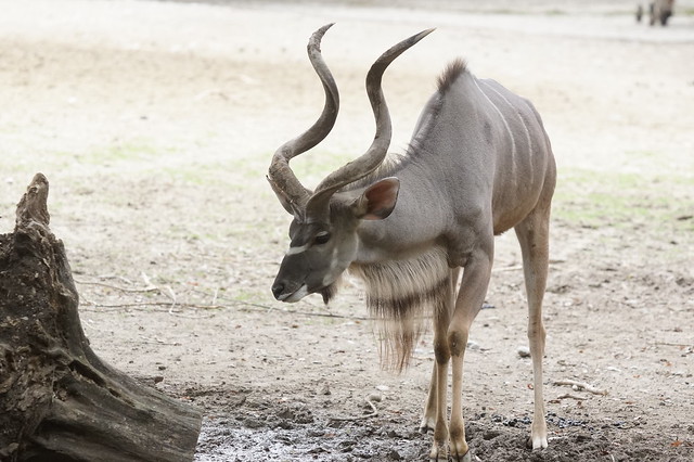 Greater Kudu at Tierpark Hellabrunn 2015-09-26
