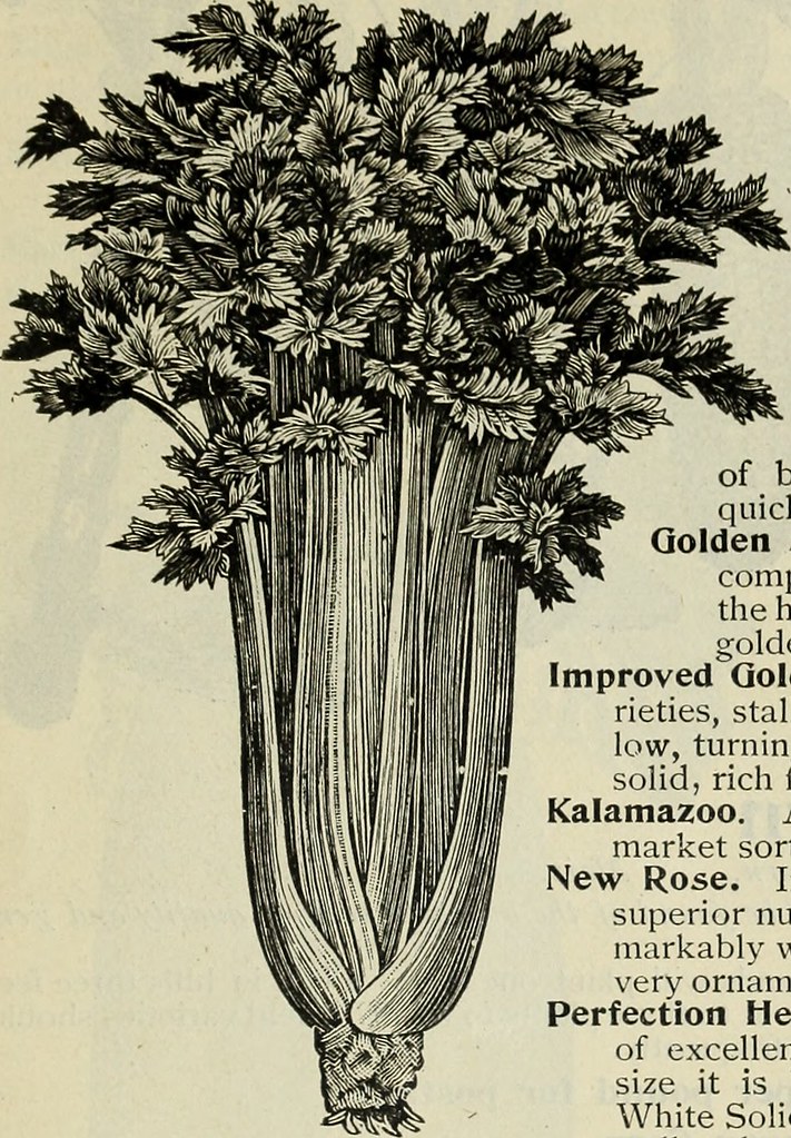 Image from page 22 of 