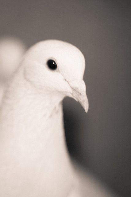 Staring pigeon