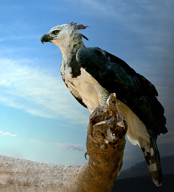 Harpy Eagle, Bird Park, Iguacu, Brazil