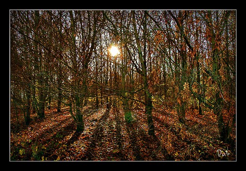 autumn trees sun photo yahoo nikon flickr belgium pat sigma facebook picassa gingelom ipernity d7100 pinterest ipiccy aaa तस्वीर नि शुल्क फ़्लिकर गूगल फेसबुक याहू ट्विटर