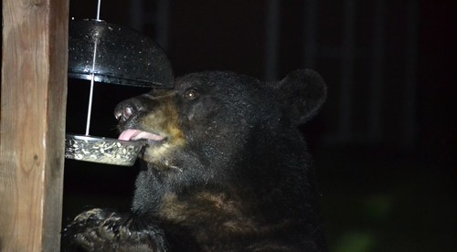 Photo of bear eating from a backyard bird feeder