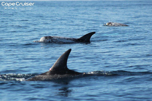 Golfinhos do Risso / Risso´s Dolphins (Grampus griseus) - Sagres, Portugal