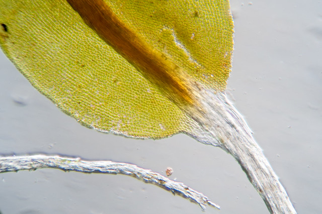 Syntrichia intermedia: leaf tip