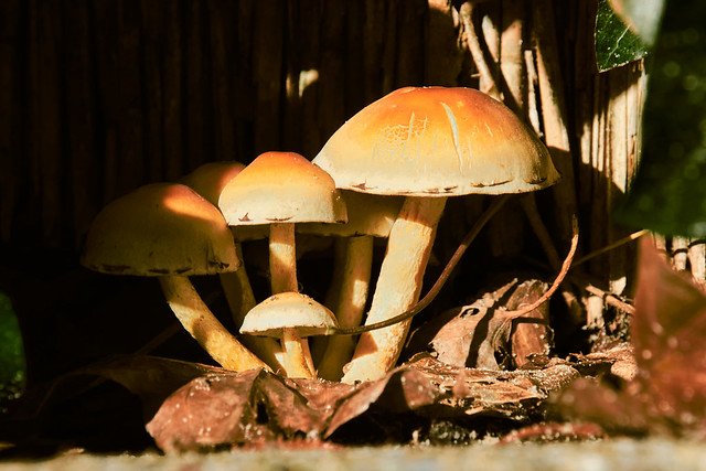 Mushrooms in my backyard