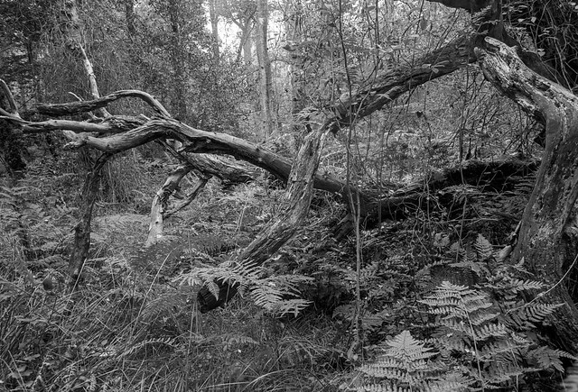 Dead wood dancing across an overgrown path (Hyons Wood)