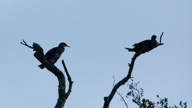 They're back - the West Park cormorants