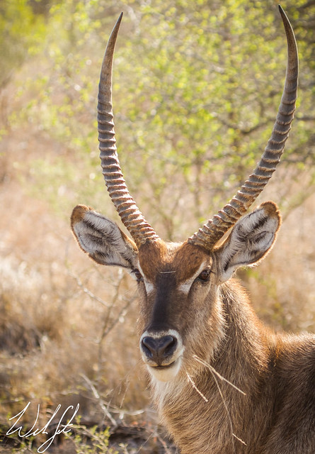 Waterbuck- Kruger National Park, South Africa