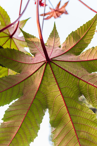 Leaf | by Giorgio Rinaldi