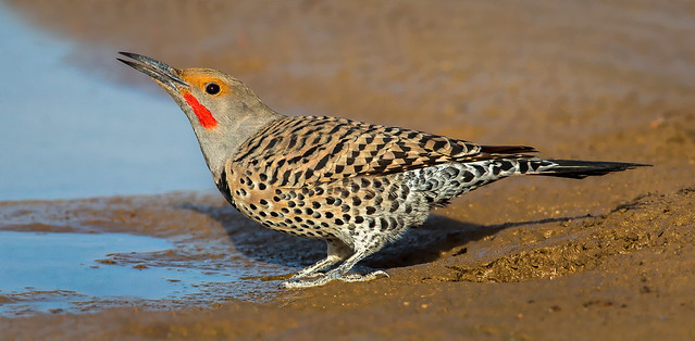 Northern Flicker: Lifts head to swallow