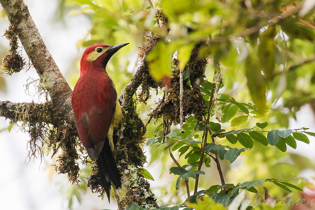 Crimson-mantled Woodpecker (Colaptes rivolii), Nov 11 2016, Jardin Colombia