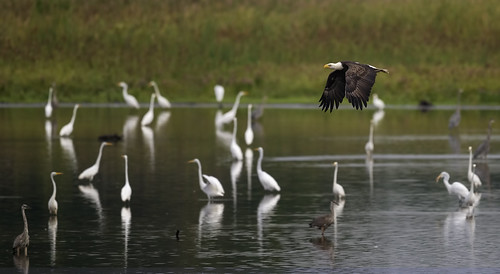 wild heron nature water birds de eagle explore marsh delaware egret bombayhook