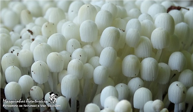 Cogumelo - Coprinellus disseminatus
