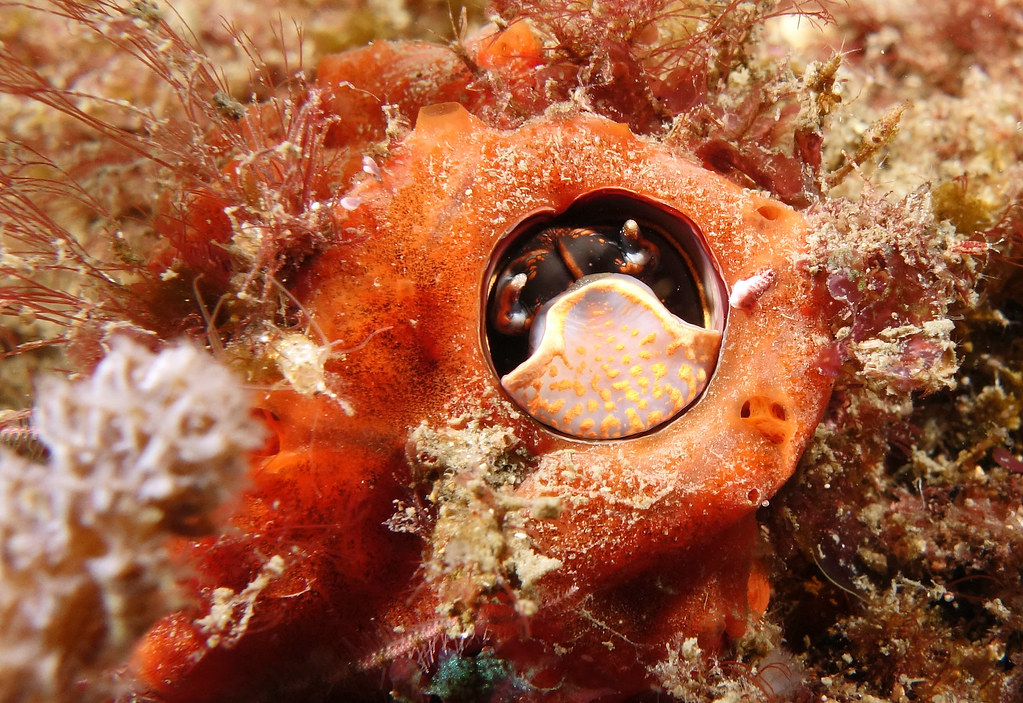 Worm snail hole - vermetid mollusc #marineexplorer