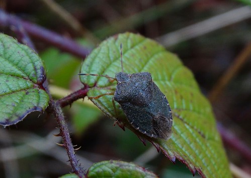 palomenaprasina greenshieldbug pentatomidae punaise hemiptera heteroptera insect shawburyheath shropshire rockwolf