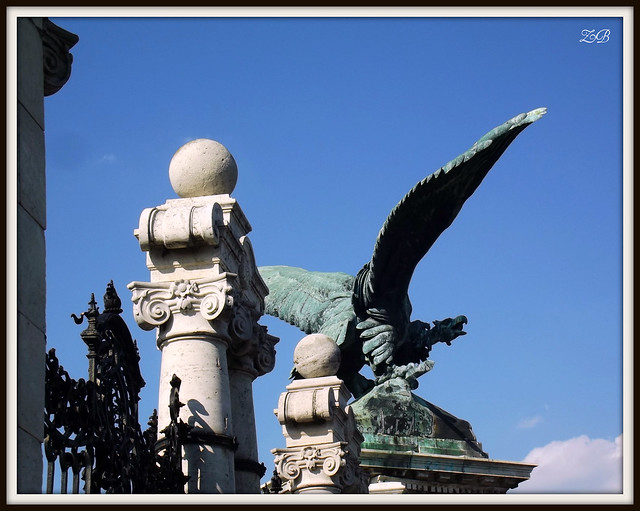 Aigle impérial / Imperial Eagle - Budapest