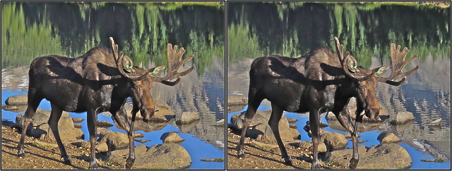 IMG_2585f-Moose in 3D