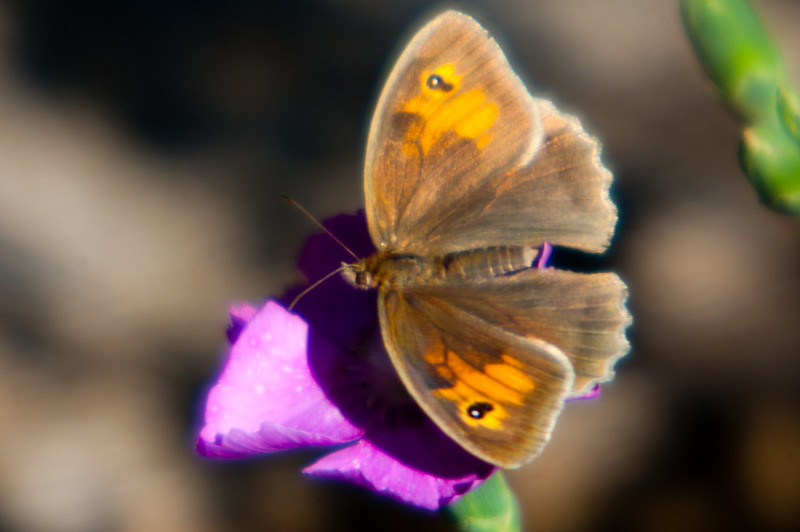 Meadow brown butterfly on flower